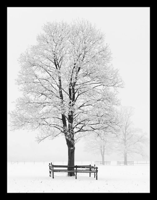 snowy trees framed