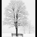 snowy trees framed