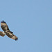 Red-Tailed Hawk