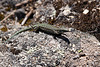 20120509 9403RTw [E] Eidechse, Los Barruecos, Caceres, Extremadura