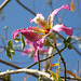 Ceiba Speciosa ou Kapokier