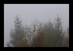 13 novembre , c'est brouillard !!