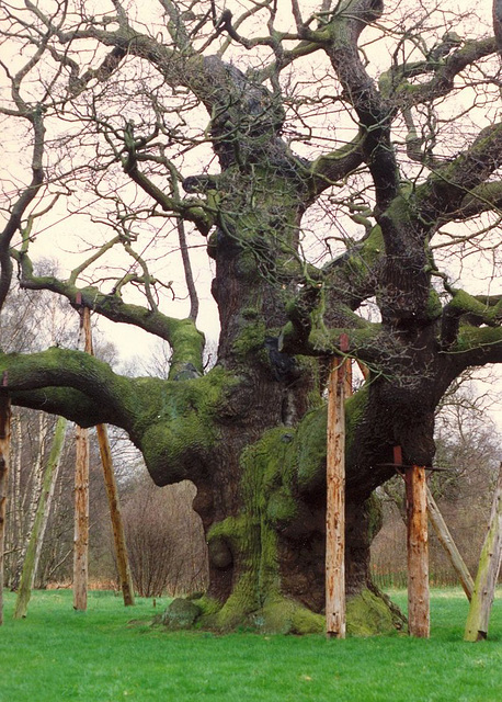 The Major Oak