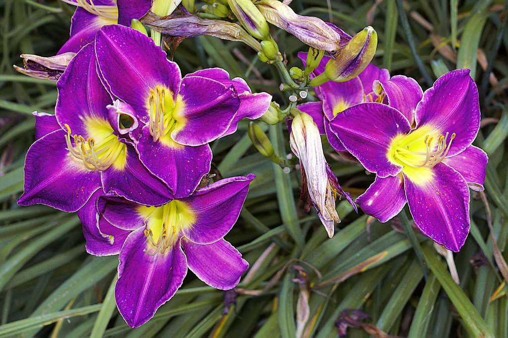 Purple d'Oro Daylily – Brookside Gardens, Wheaton, Maryland