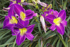 Purple d'Oro Daylily – Brookside Gardens, Wheaton, Maryland