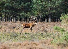 Red Deer Stag (b)