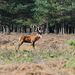 Red Deer Stag (b)