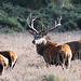 Red Deer Stag (a)