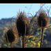 Dipsacus fullonum- Cardère