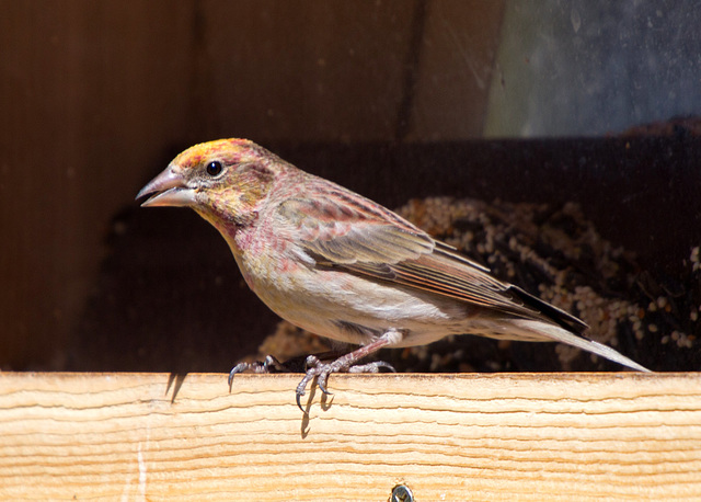 Cassin's Finch (Carpodacus cassinii)