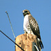 Red-Tailed Hawk