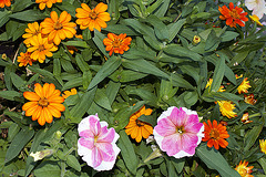 Marigolds – Brookside Gardens, Wheaton, Maryland