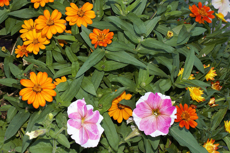 Marigolds – Brookside Gardens, Wheaton, Maryland