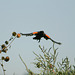 Red-winged Blackbird