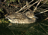 Female Green-Winged Teal  (Anas carolinensis)