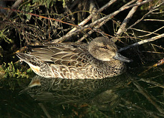 Female Green-Winged Teal  (Anas carolinensis)