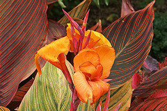 Orange Cana Lily