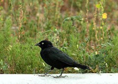 Brewer's Blackbird