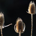 Common Teasel