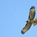 Red-Tailed Hawk