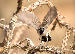 Black-Throated Sparrow