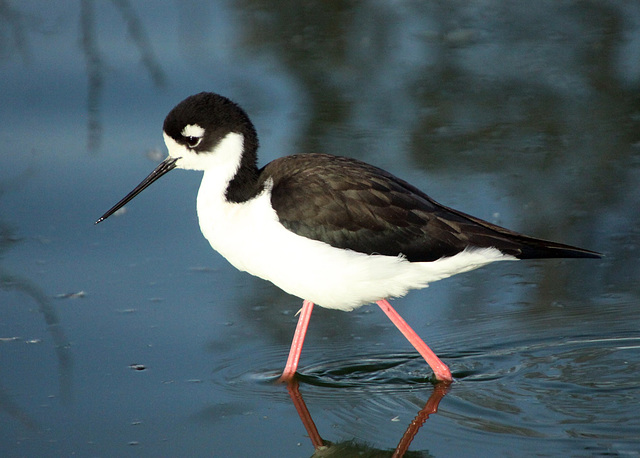 Black-Necked Stilt (Himantopus mexicanus)