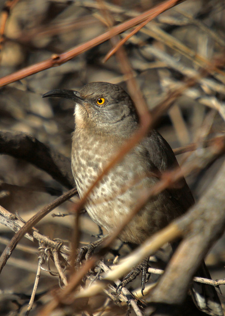 Curve-Billed Thrasher