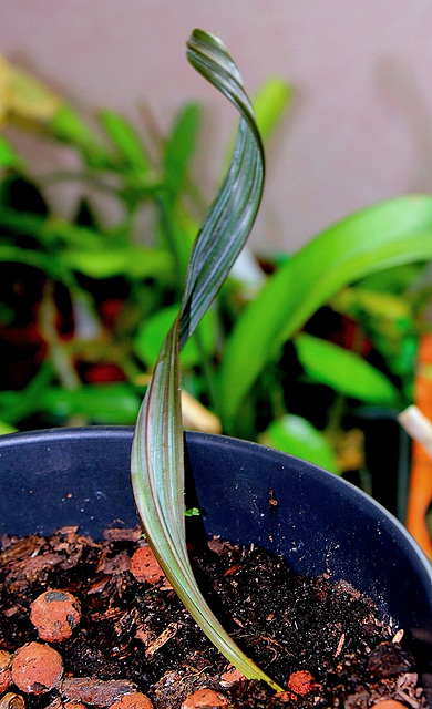 Bismarckia après germination