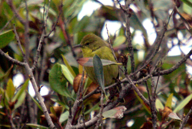 Orange-Crowned Warbler