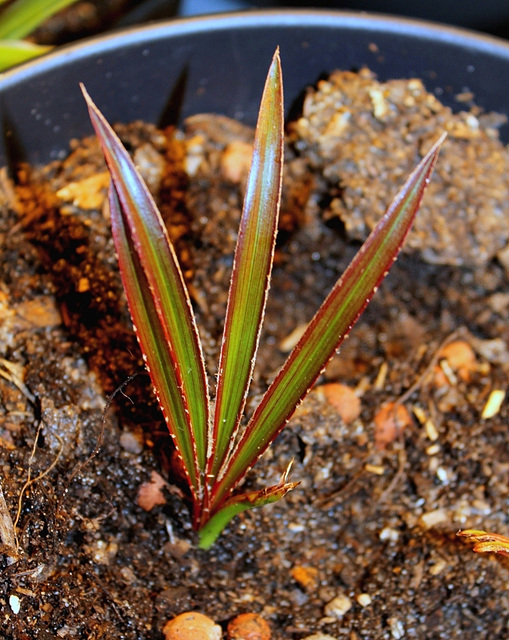 Latanier , après germination