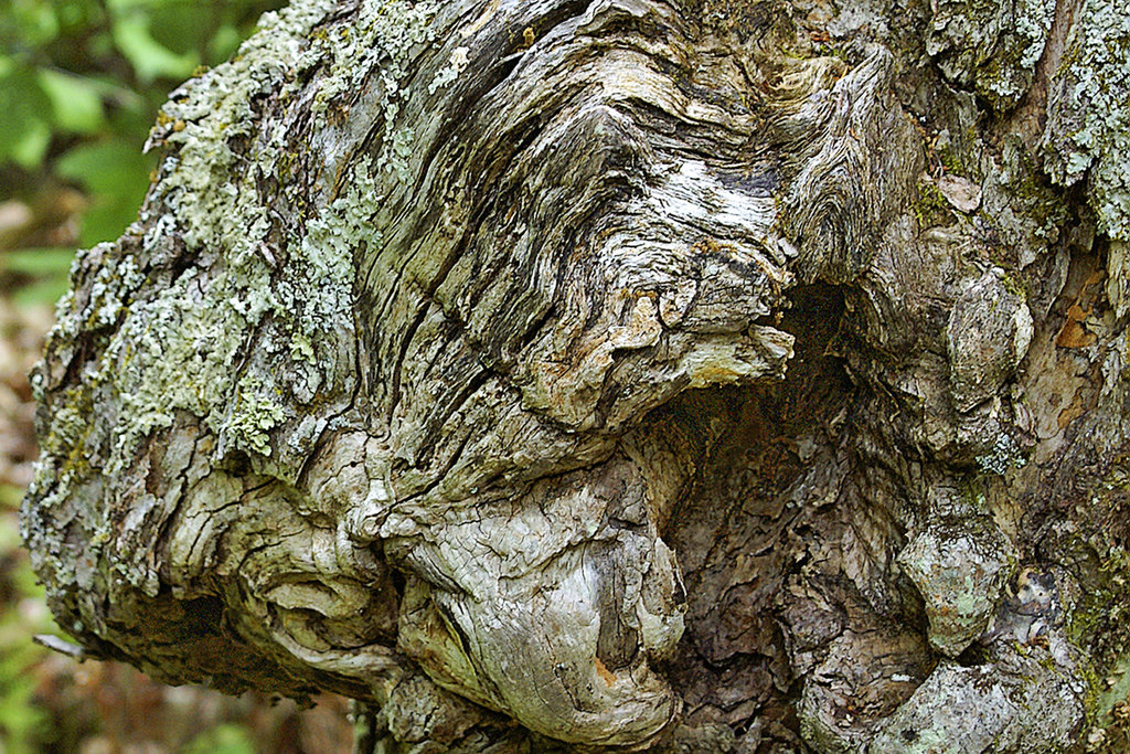 Gnarled Tree – Shenandoah National Park, Virginia