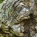 Gnarled Tree – Shenandoah National Park, Virginia
