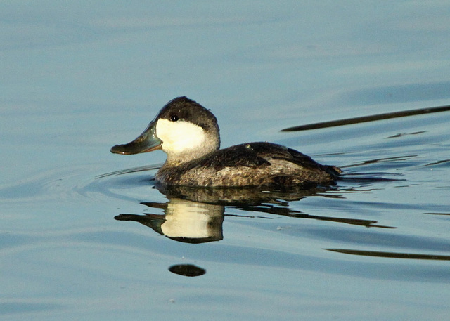 Ruddy Duck (Oxyura jamaicensis)