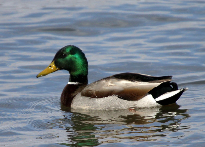 Mr. Mallard