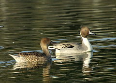 Northern Pintail Pair (Anas acuta)