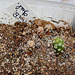 Plantules Turbinicactus hybrides