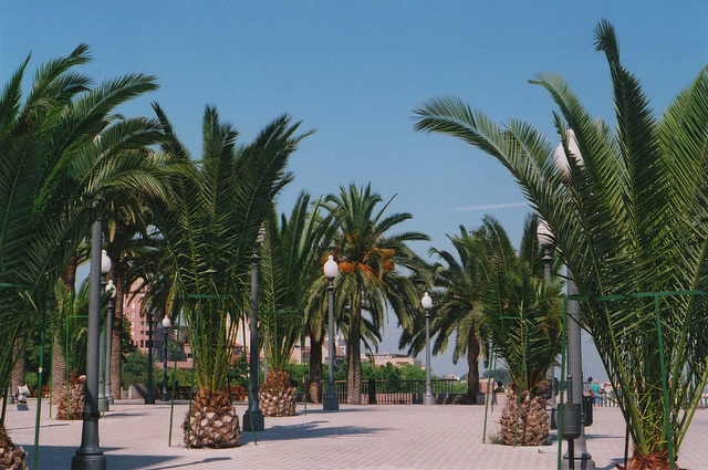 Passeig de les Palmeres