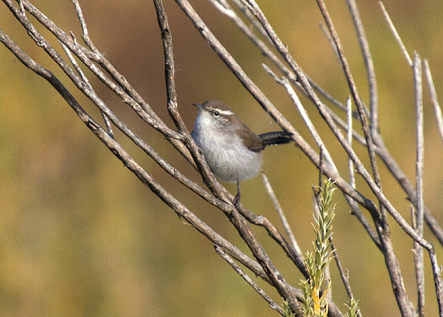 Bewick's Wren