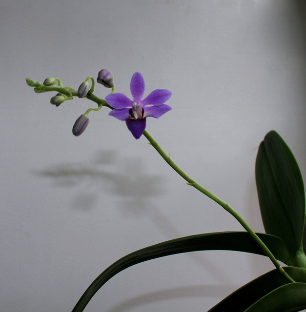 Doritenopsis 'Purple Gem'