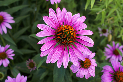 Purple Echinacea – Brookside Gardens, Wheaton, Maryland