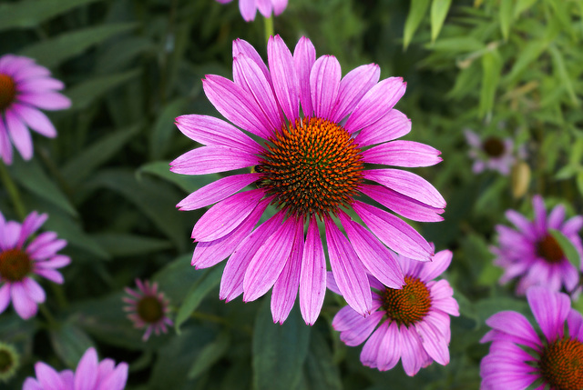 Purple Echinacea – Brookside Gardens, Wheaton, Maryland