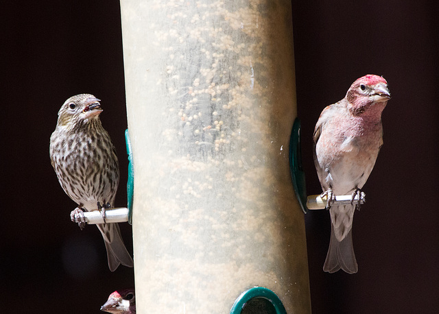 Cassin's Finch Pair