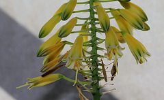 Aloe sp (2)