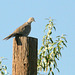 Eurasian Collared Dove