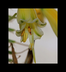 Aloe sp