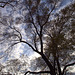 Portrait d'un arbre sous un ciel changeant