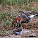 Northern Flicker