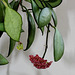 Hoya davidcummingii