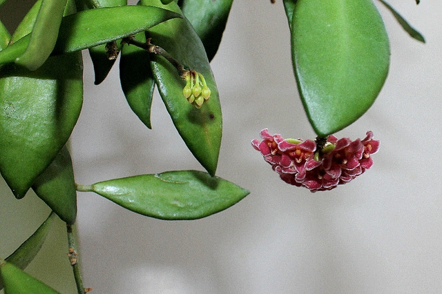 Hoya davidcummingii