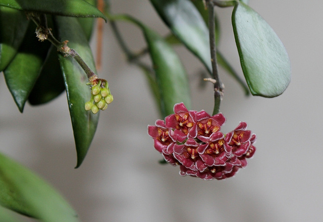 Hoya davidcummingii